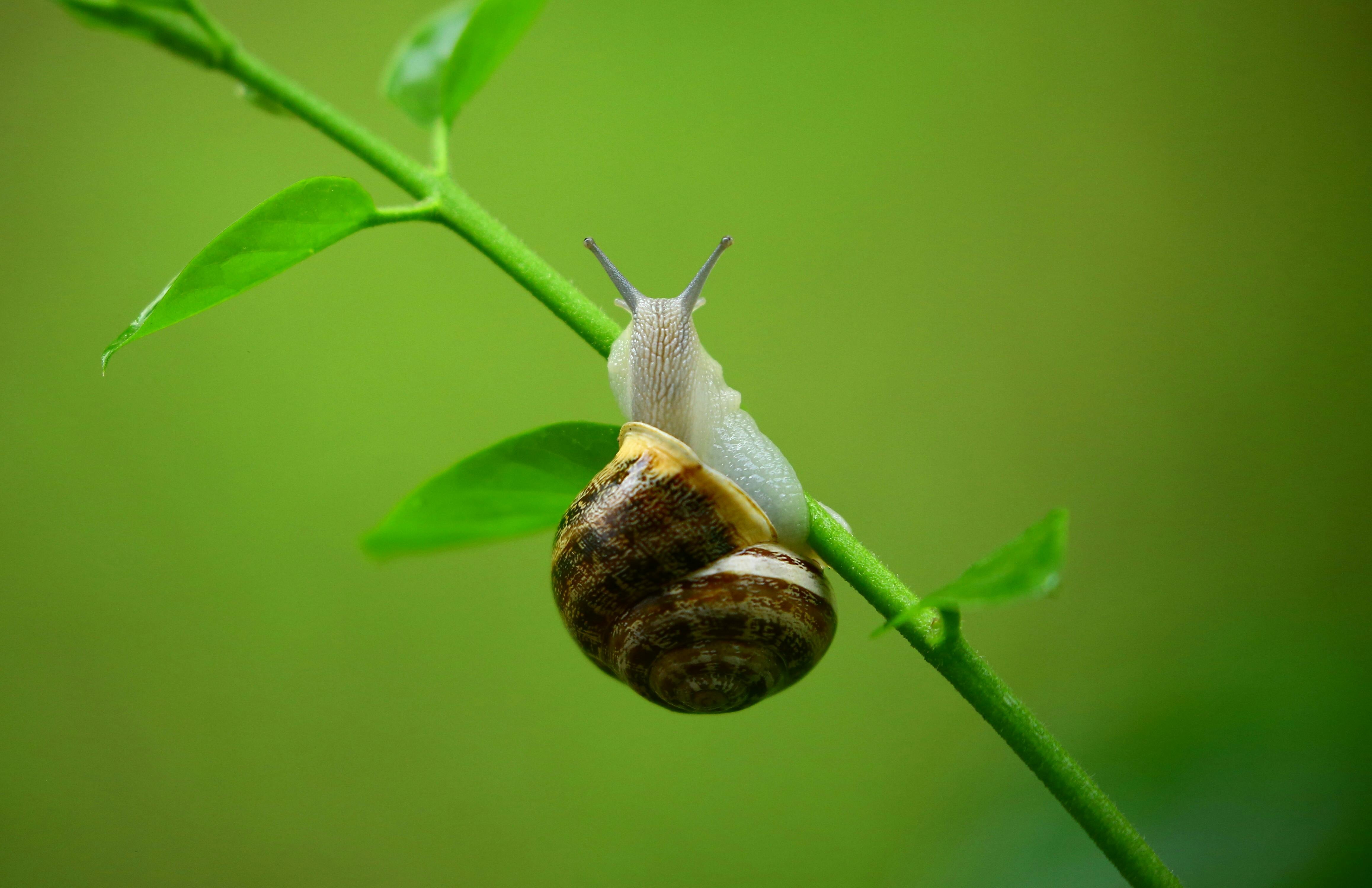 Que un caracol aparezca en tu jardín tiene un significado espiritual profundo