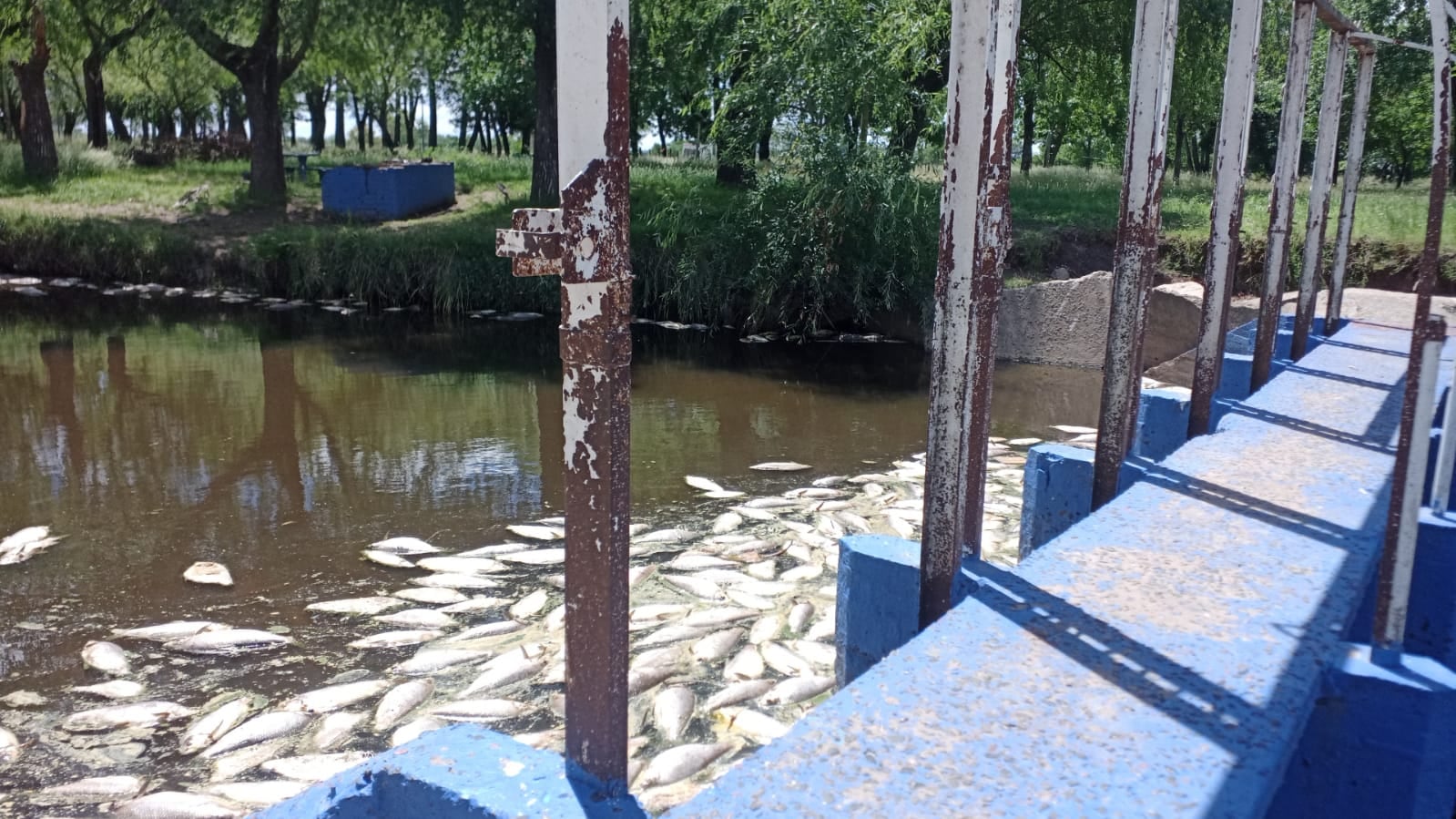 La mortandad de diciembre de 2023 fue de las más grandes, según los arequeros; esta fotos fue sacada por un vecino desde el embalse de Carmen de Areco