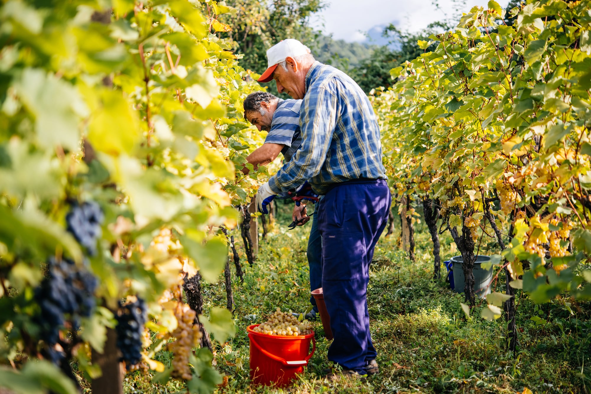 La ‘caminata del granjero’ hace referencia al movimiento de llevar objetos pesados, como baldes, herramientas o productos que hace el trabajador agrícola mientras emprende caminos de largas distancias