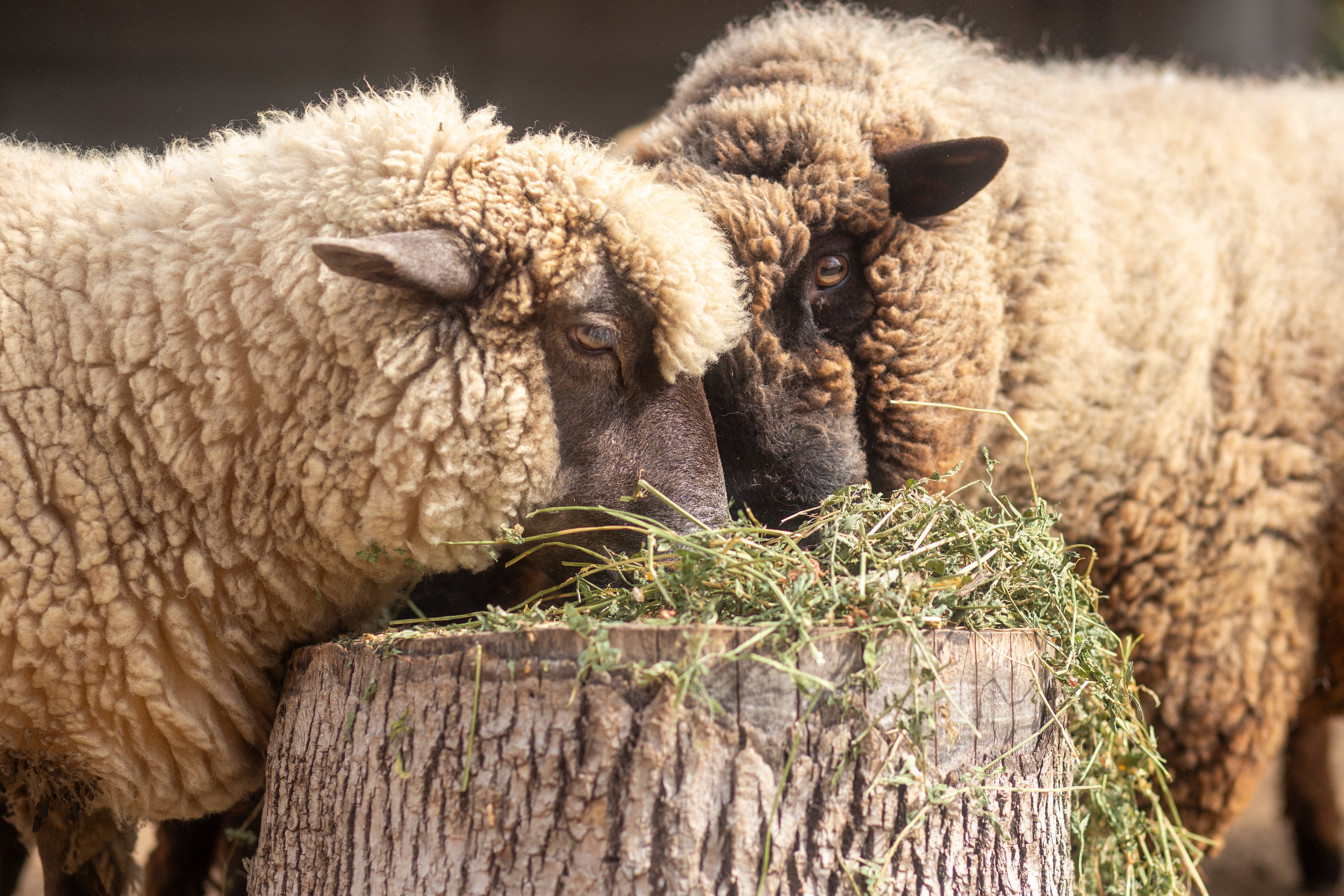 Chacra Educativa San Isidro Labrador