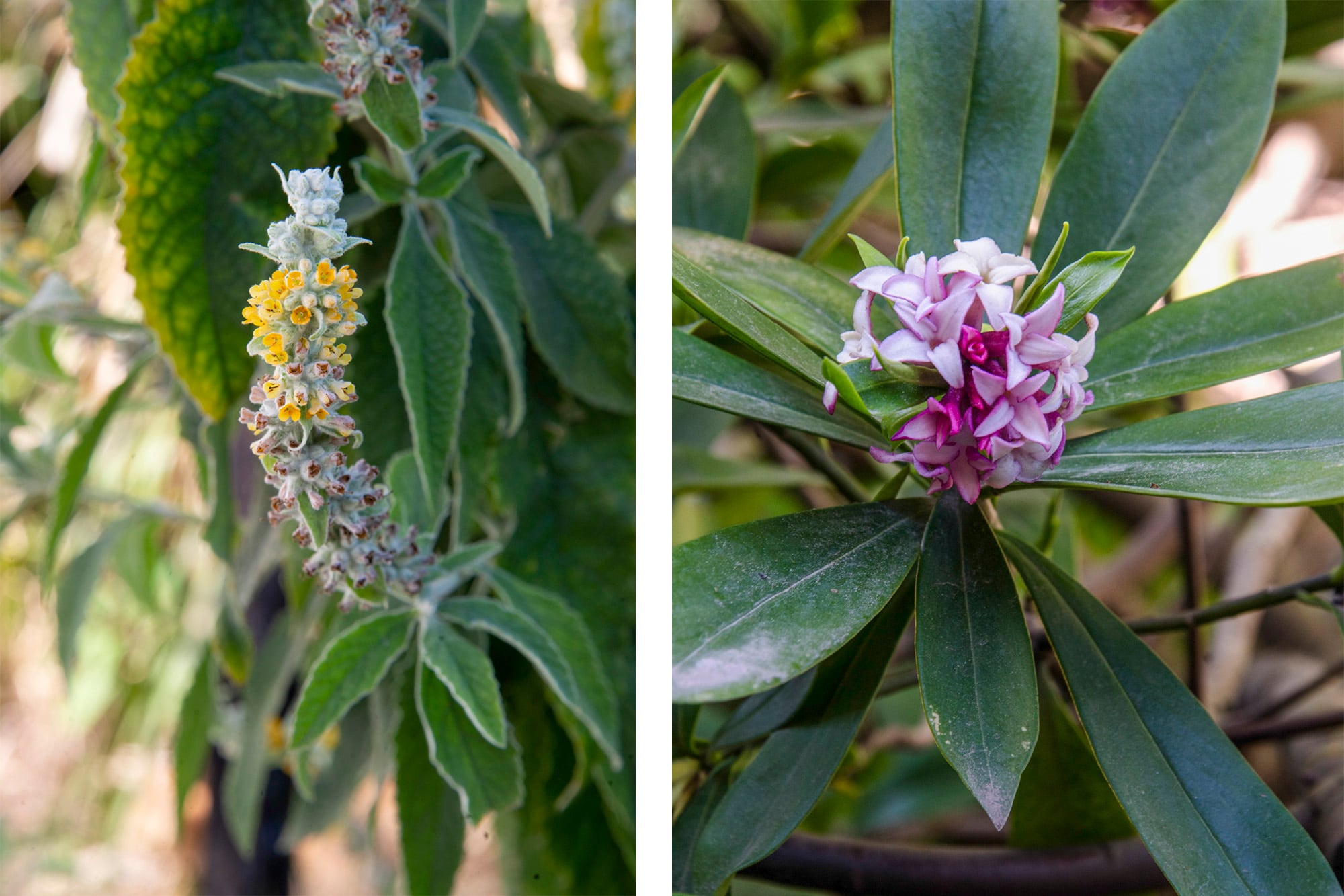 Buddleja stachyoide y daphneodora, un arbusto muy atractivo para polinizadores