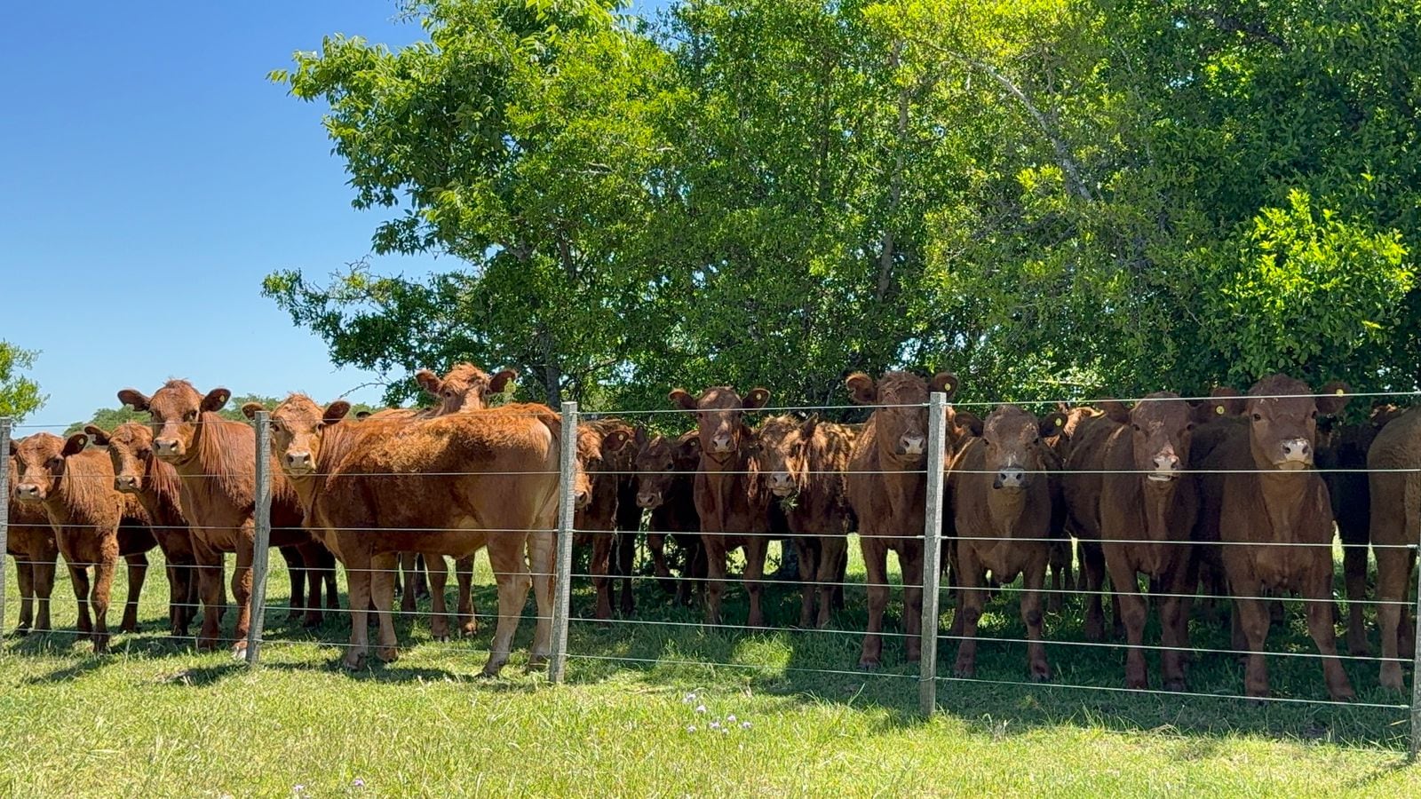 Opinión: la Argentina se prepara para un histórico desembarco en Turquía
