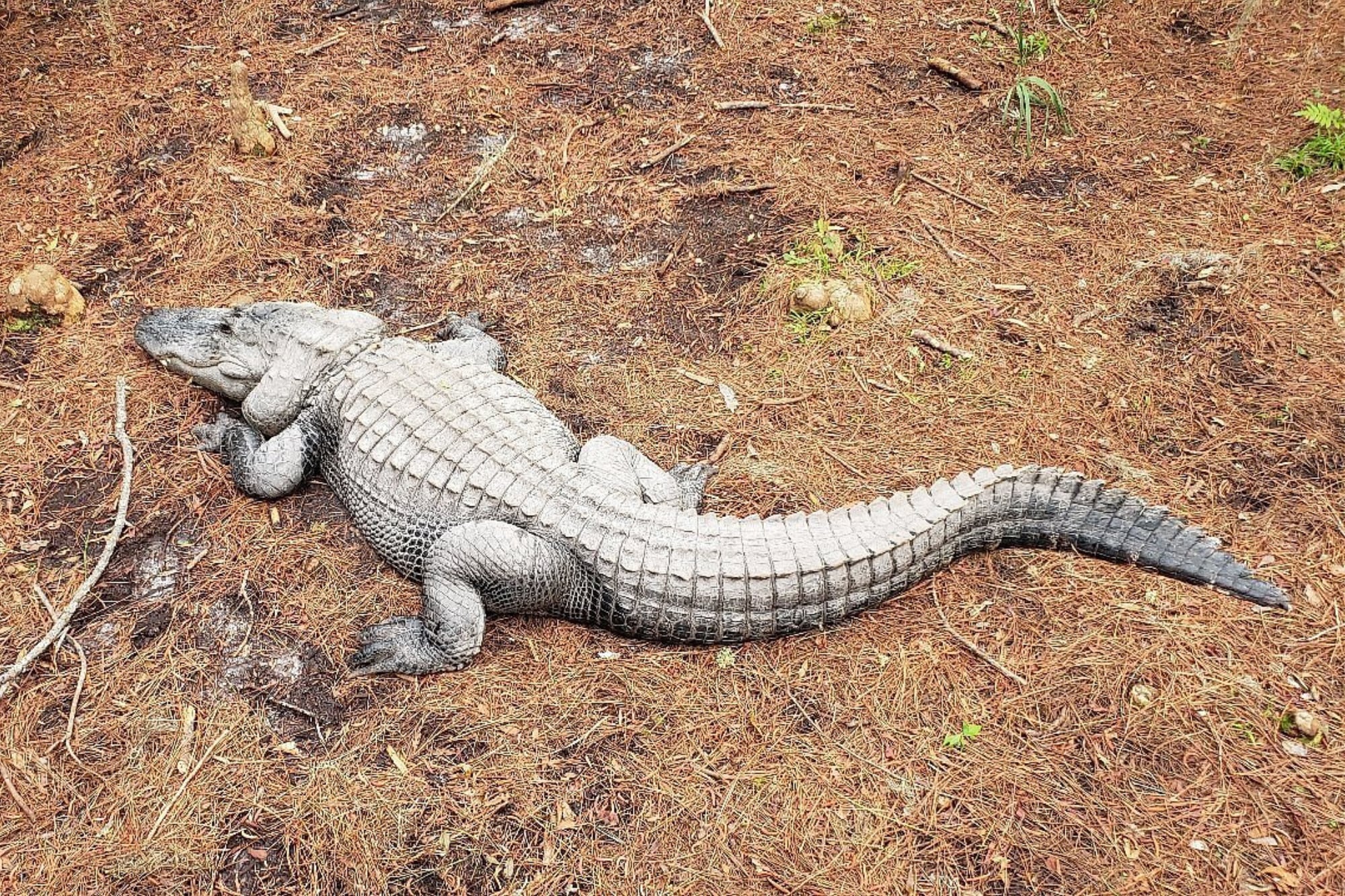 Oficial y confirmado: qué es el pantano Okefenokee, el nuevo Patrimonio Mundial de la Unesco en Georgia 7 Sus depósitos conservan 5000 años de historia ambiental