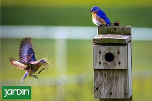 Por qué y cómo ayudar a la fauna silvestre que busca refugio y alimento en nuestros jardines