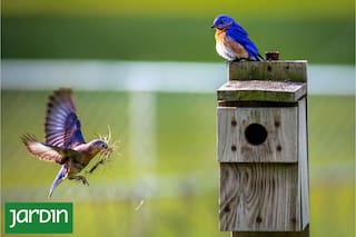Por qué y cómo ayudar a la fauna silvestre que busca refugio y alimento en nuestros jardines