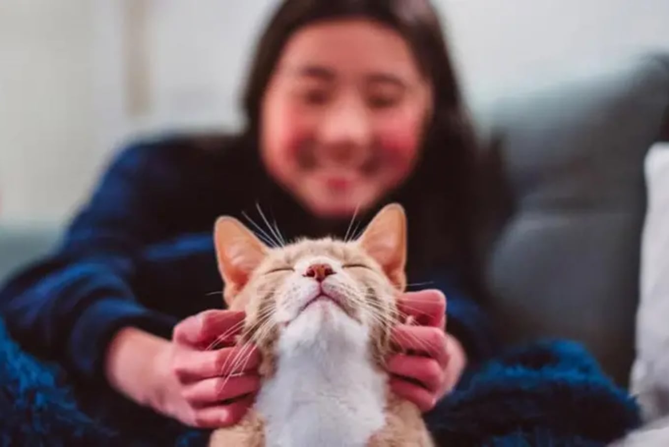 Qué significa acariciar siempre a los gatos, según la psicología 7 Qué rasgos suelen compartir quienes disfrutan del contacto con gatos