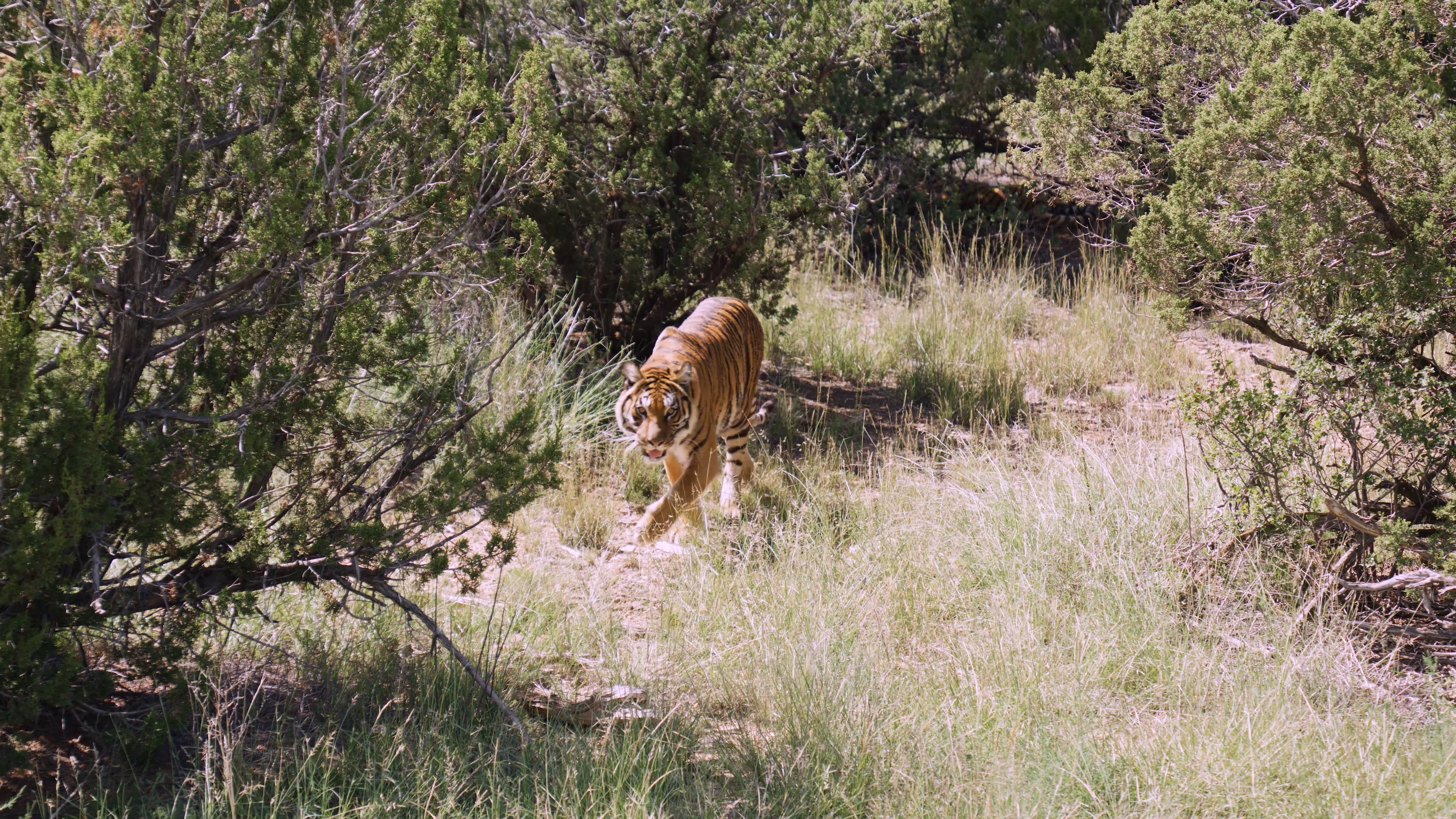 La mayoría de los animales trasladados a Estados Unidos ya habita en grandes recintos con ambiente similar al de su vida en la naturaleza