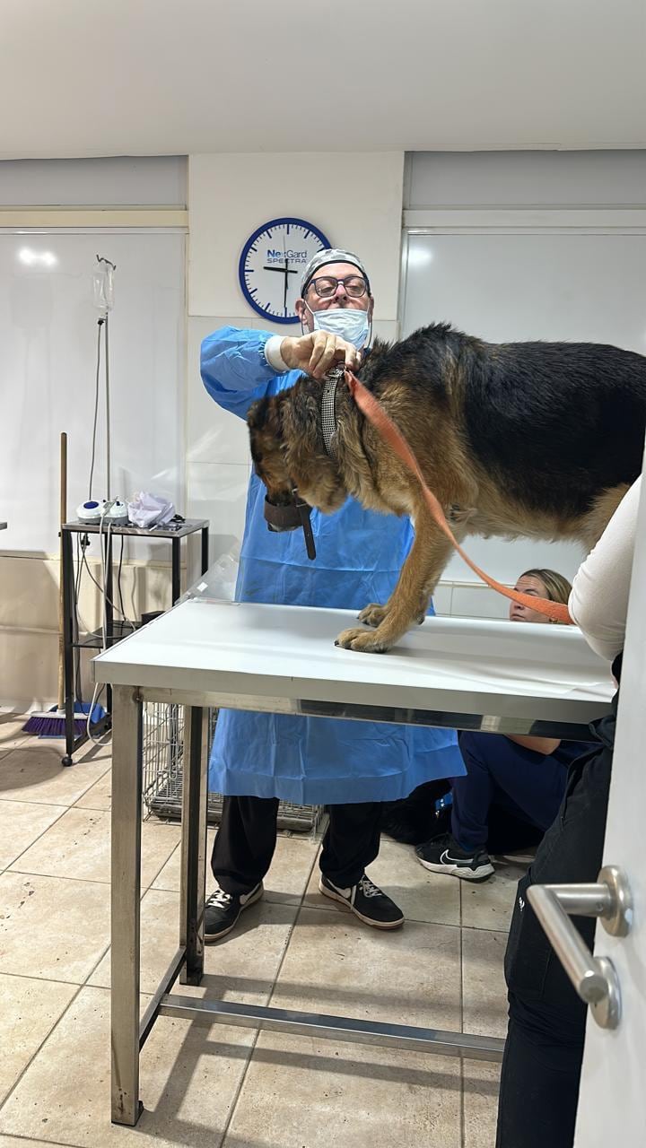 En el control con el médico veterinario.