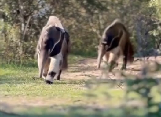 Oso hormiguero camuflado: trasladaba a su cría en el lomo en un parque nacional y fue captada en un tierno video que se viralizó