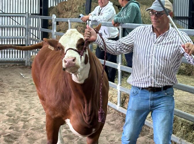 Hace tres años, los hermanos Alegre armaron una cabaña de punta de la raza Braford