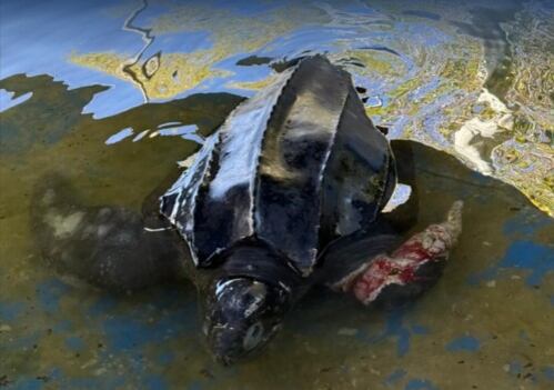 Murió Una Tortuga Laúd en Villa Gesell: Especie En Riesgo