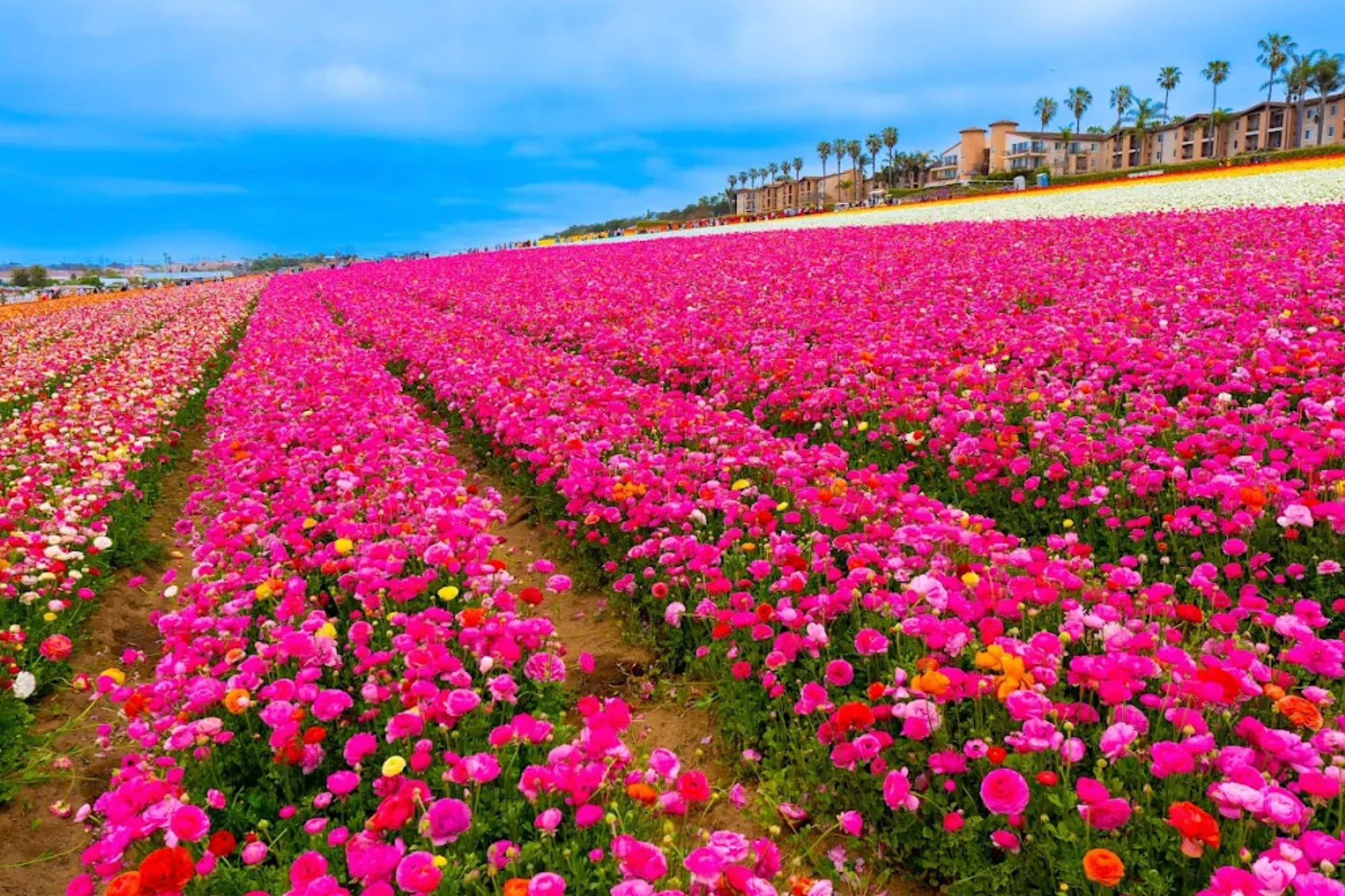 En California, los campos de Carlsbad reúnen 80 millones de ranúnculos en un predio de 55 acres abierto hasta mayo