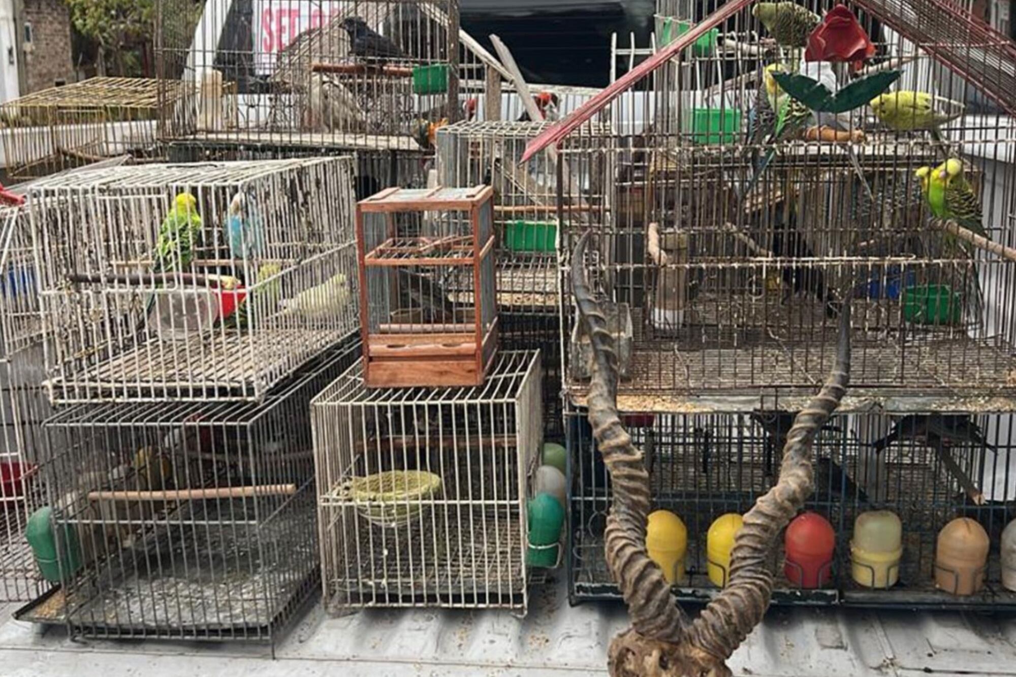Loros, tortugas y el cráneo de un antílope: Gendarmería Nacional desbarató una banda que traficaba fauna silvestre