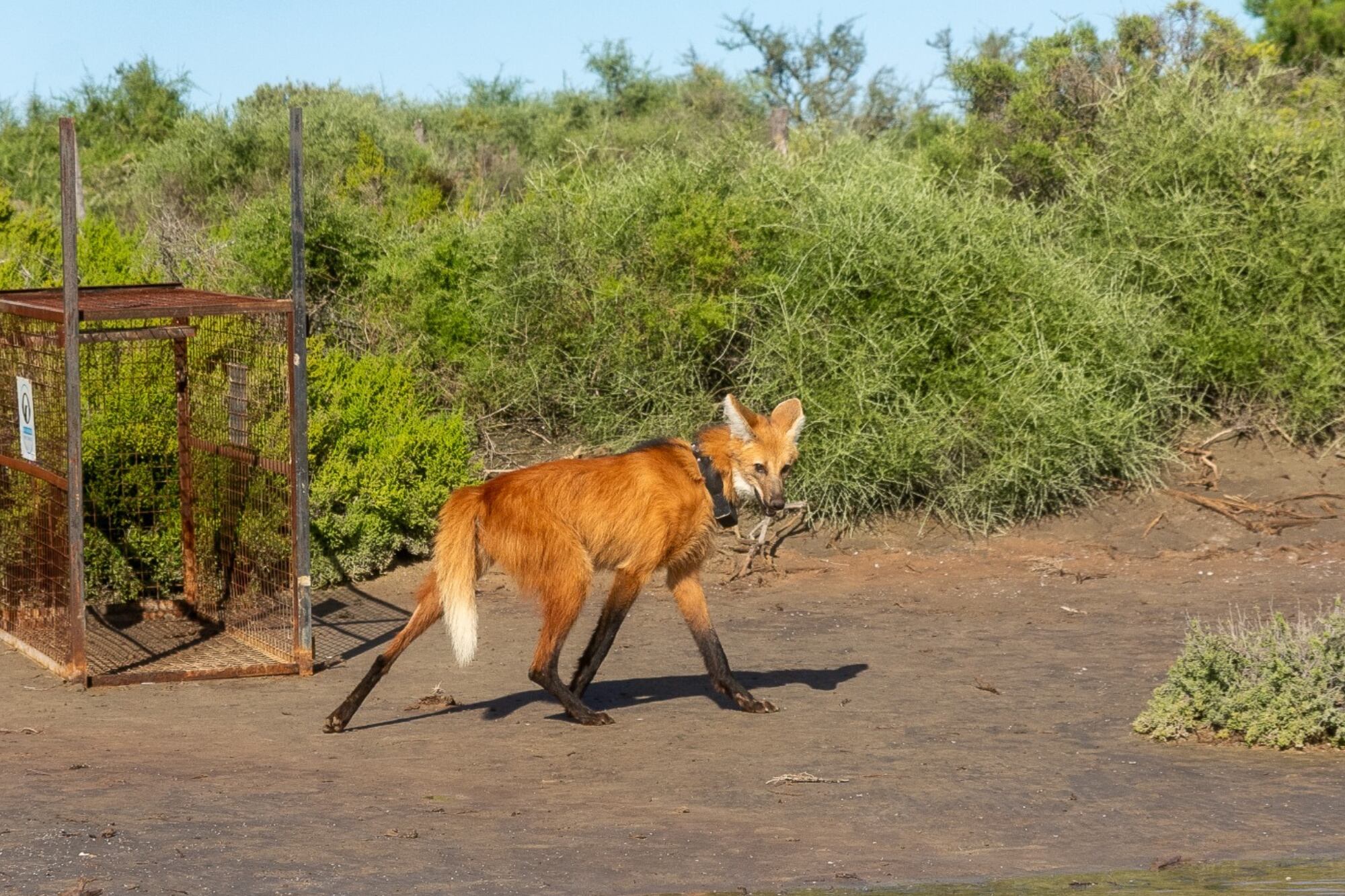 Cría, dieta y desplazamientos: así será el seguimiento con collar y satélite de un aguará guazú en el Parque Nacional Ansenuza