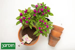 Qué es lo que no tenés que hacer con tus macetas este verano