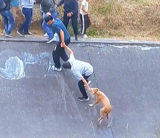 Pudieron tomar al perro desde el collar para traerlo a la orilla (Captura: @nicogallartdo)