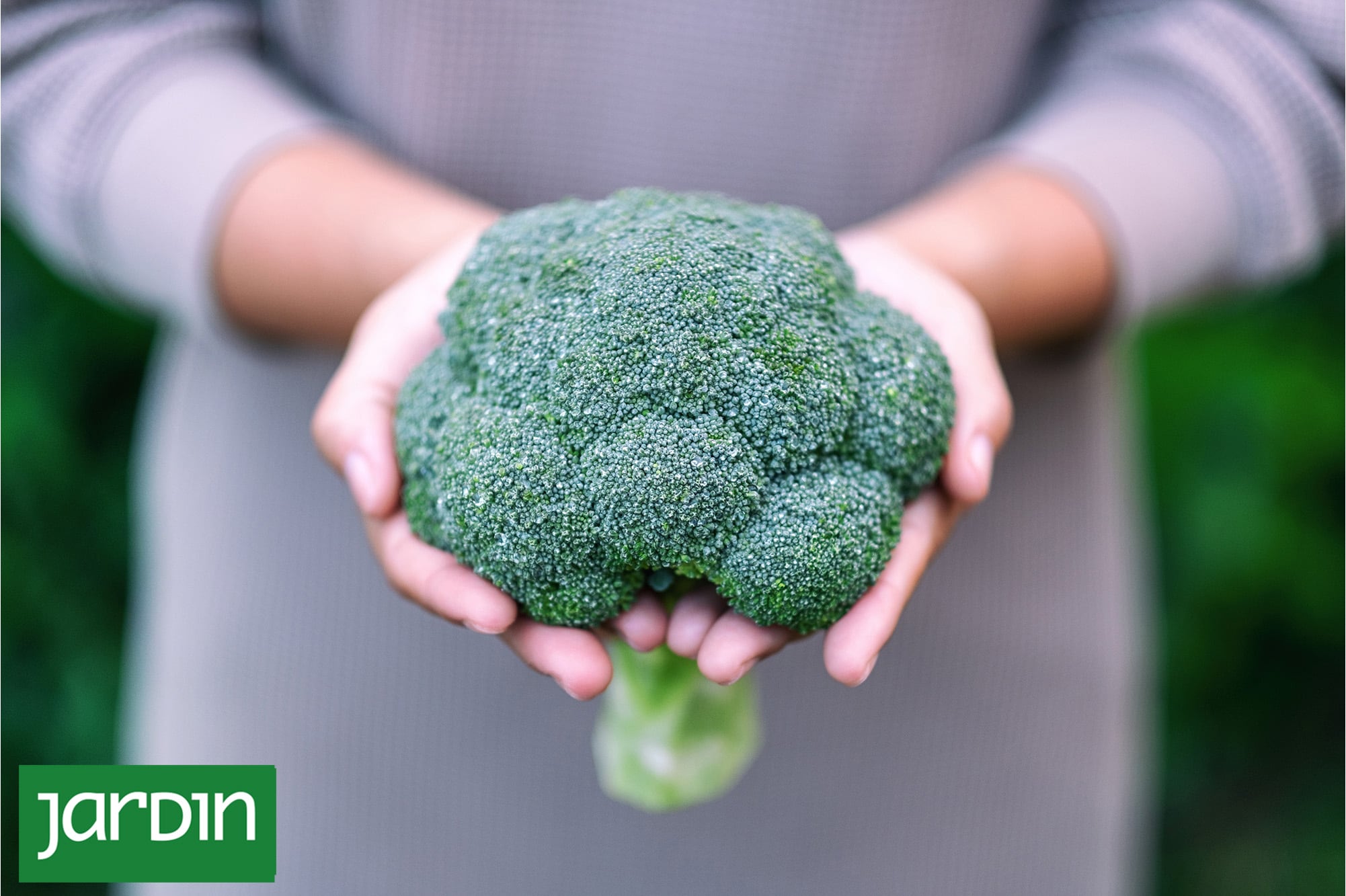 Por qué las verduras de invierno son consideradas aliadas naturales de la salud