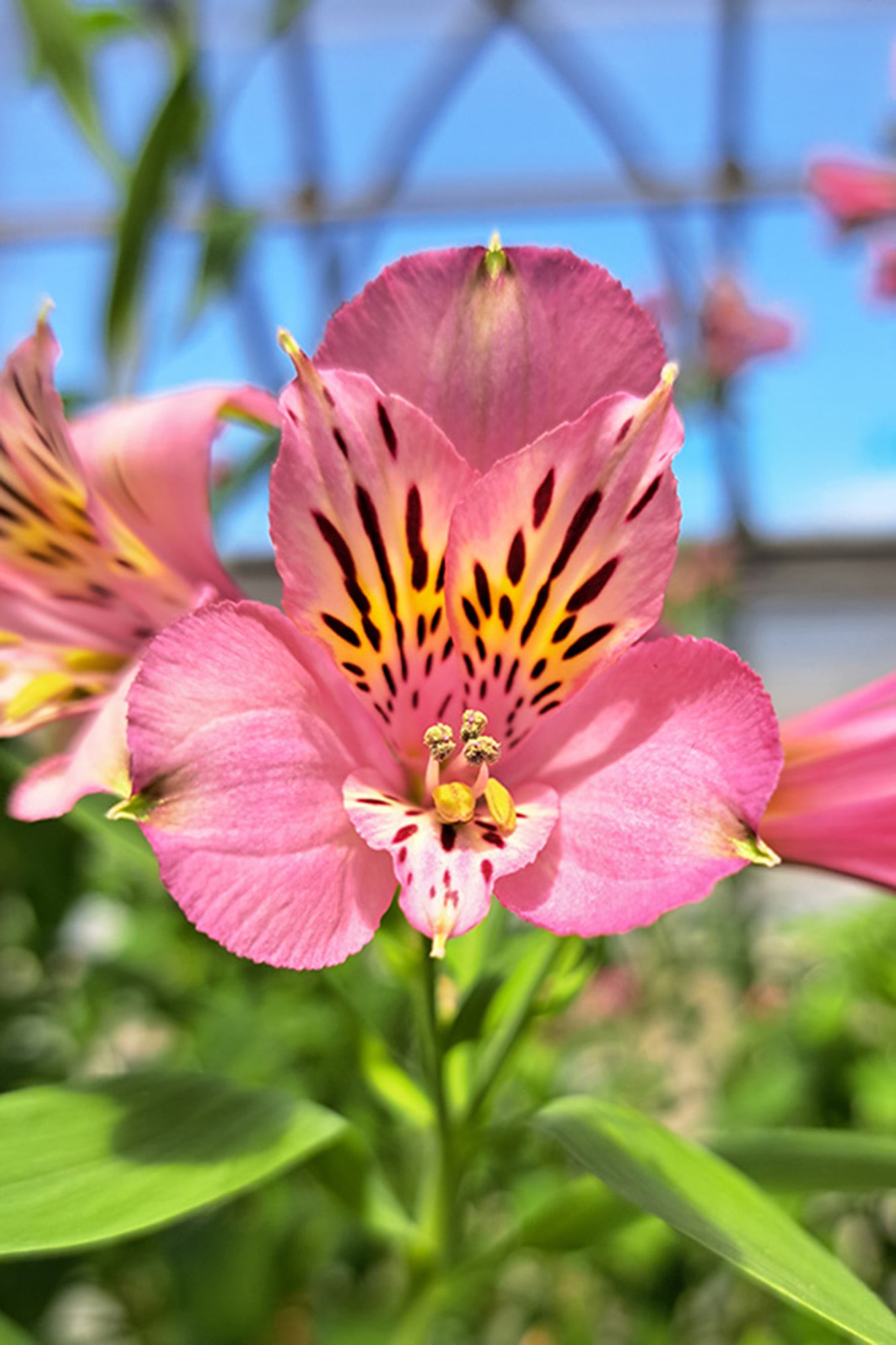 La alstroemeria se consagra como la flor insignia por su duración en florero -hasta 15 días- y su belleza