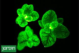 Plantas que brillan gracias a una modificación en su ADN
