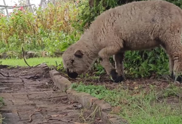 La mujer vive en Nueva Escocia rodeada de naturaleza