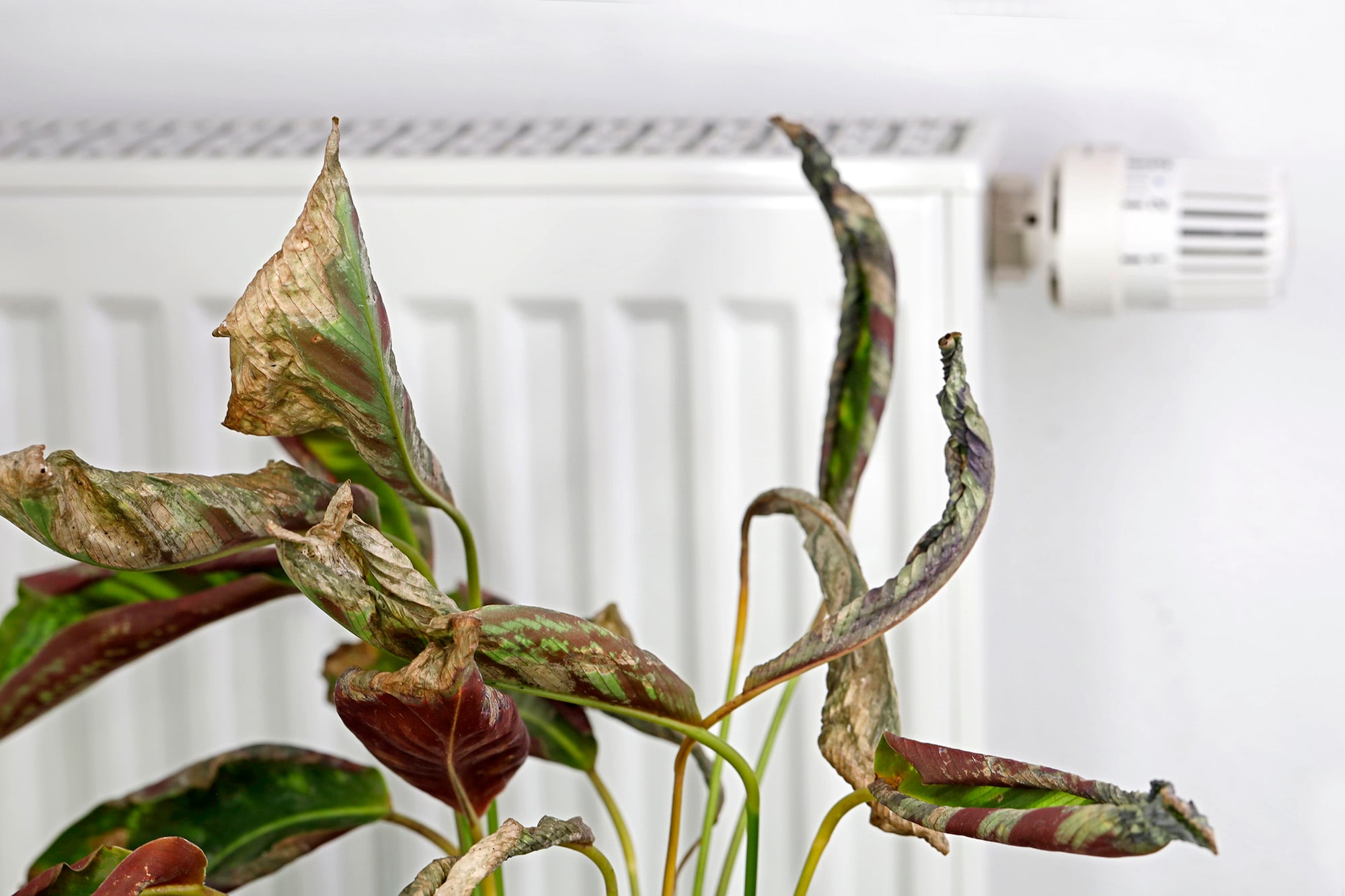 Ejemplo de Calathea con daños debido a radiador