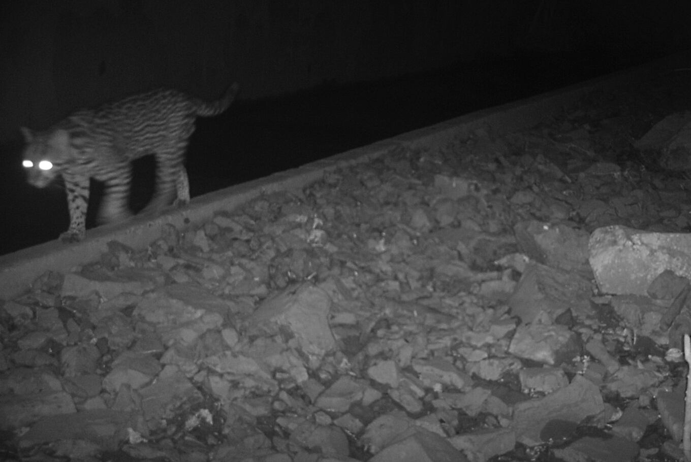El monitoreo permite relevar qué especies utilizan los pasos de fauna, como este ocelote