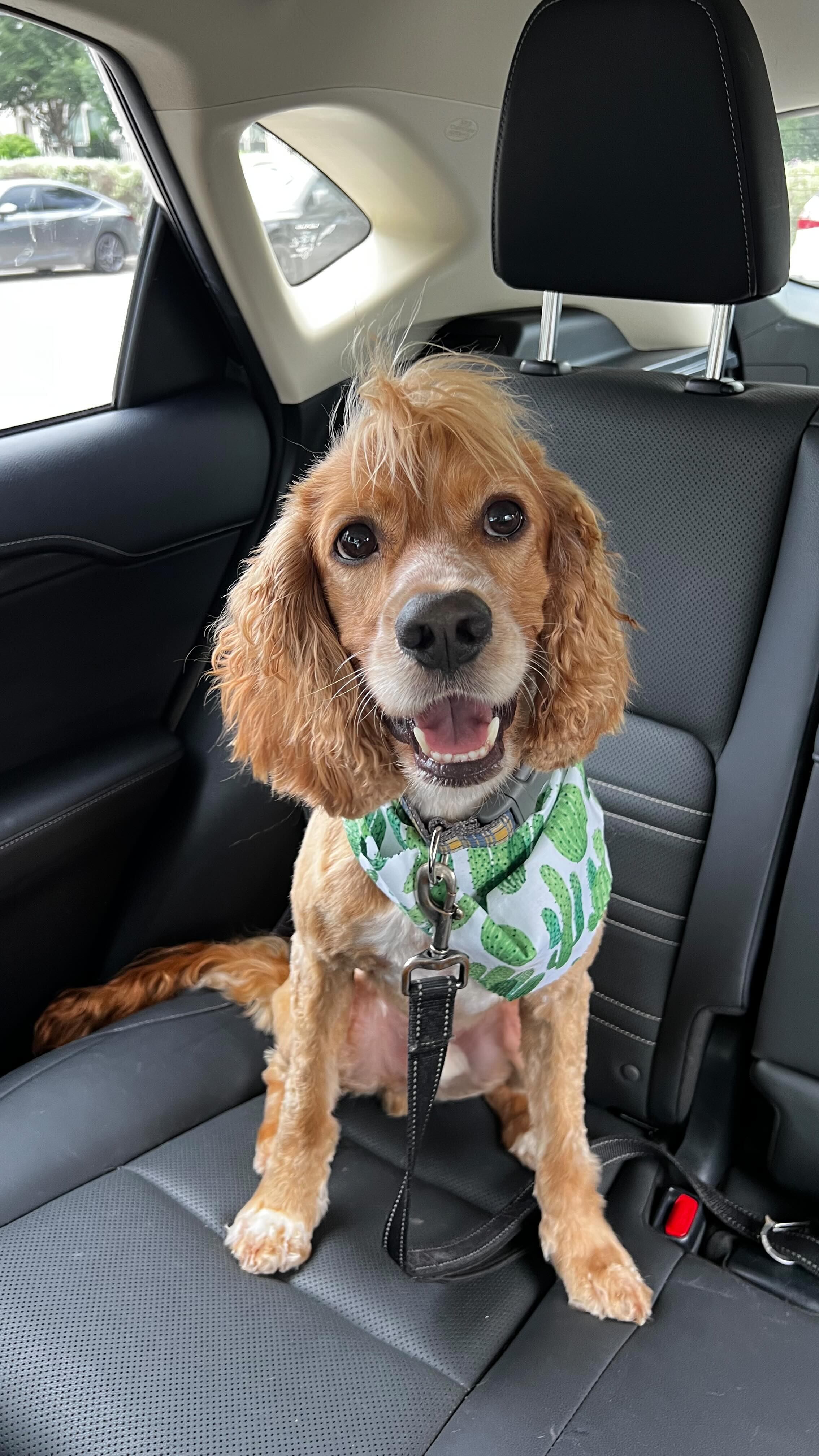 Reyes comenzó a llevarle golosinas a Benny a diario.