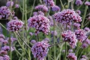 Todas las razones por las que vale la pena cultivar plantas nativas en el jardín