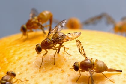 Mosquitas de la fruta: por qué aparecen en la cocina y qué hacer para evitar que se propaguen