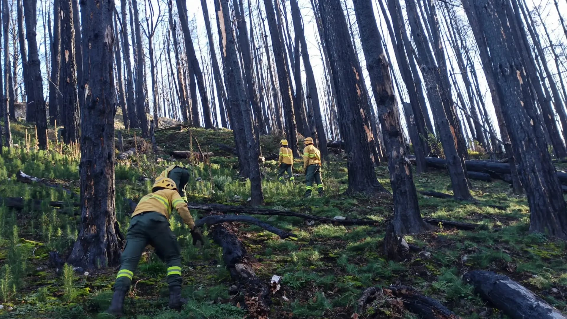 “Restauración ecológica”: prueba piloto para intentar recuperar bosques patagónicos devorados por el fuego 6 Los trabajos de restauración activa de los bosques afectados por el incendio