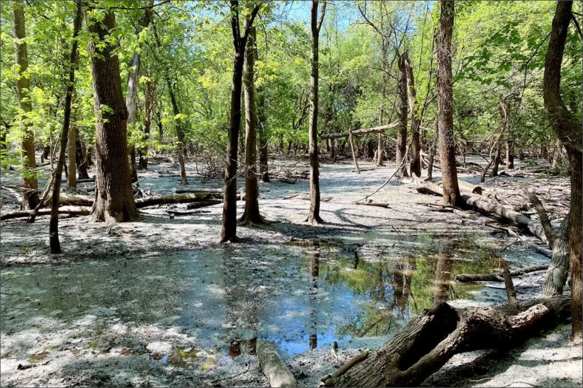 Los líderes cívicos de River Forest manifestaron su preocupación frente al proyecto de transporte debido a que dividiría Thatcher Woods en dos