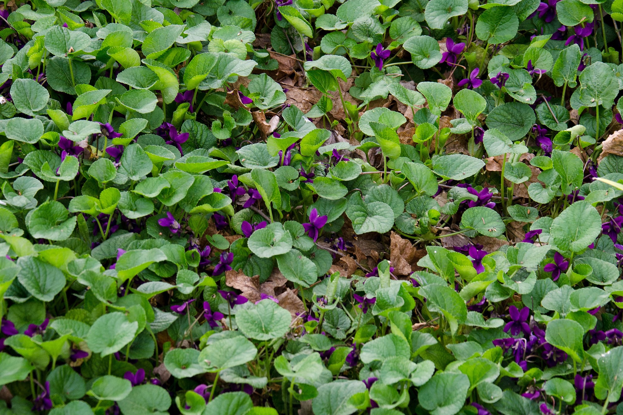 Bajo la sombra, esta flor mínima guarda un aroma poderoso