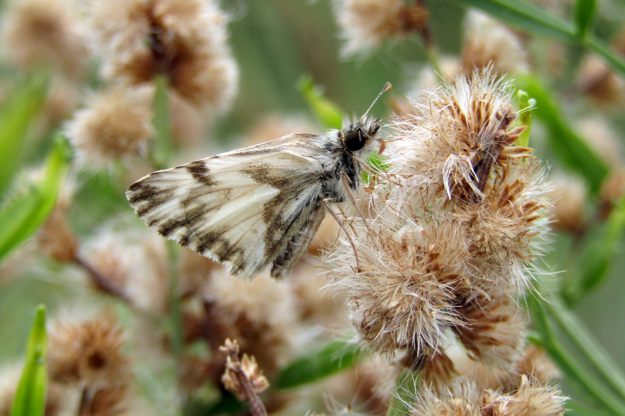 Baccharis articulata