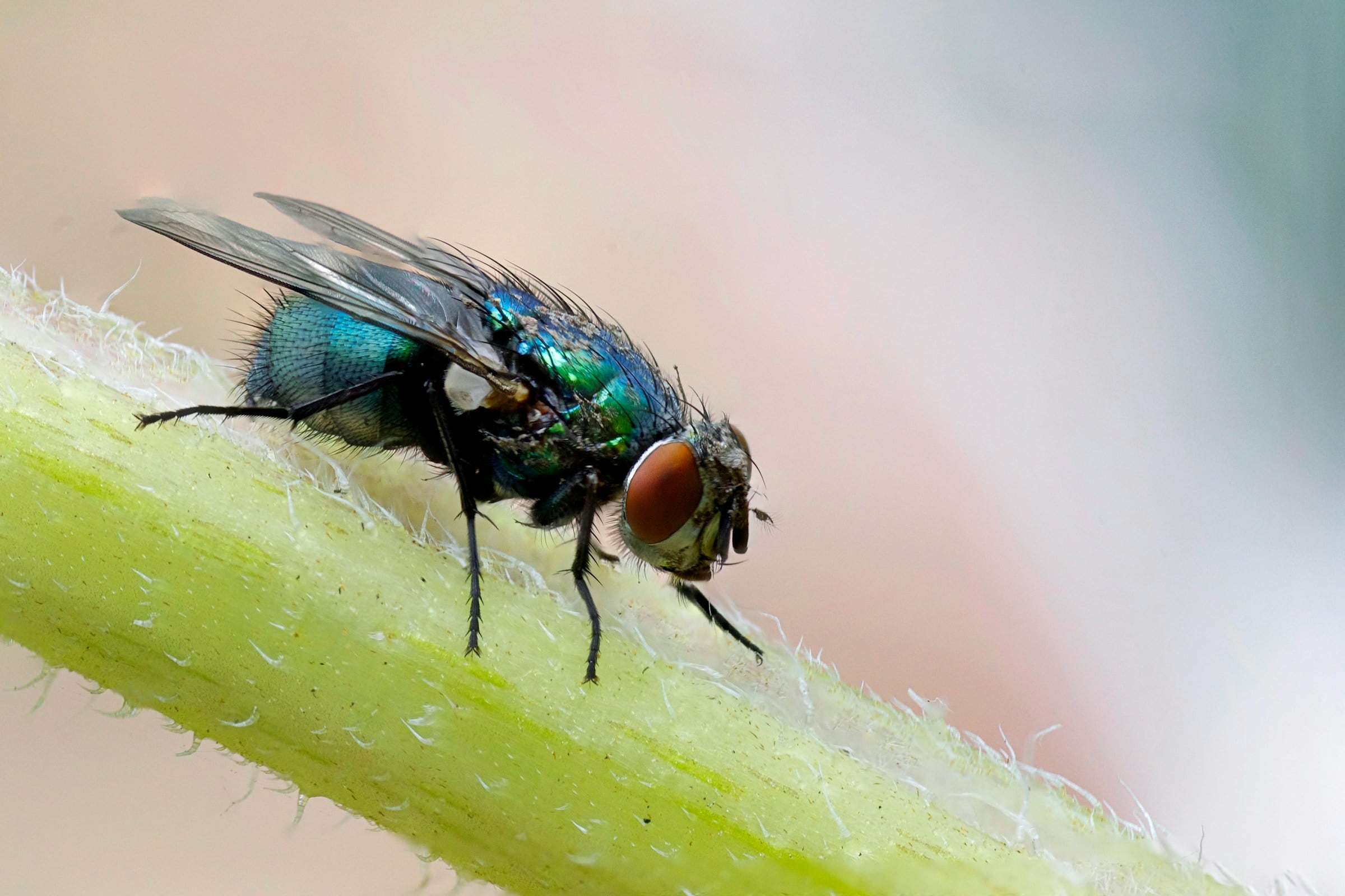 La Cochliomyia hominivorax es una especie de mosca parasitaria que representa una grave amenaza para los animales de sangre caliente