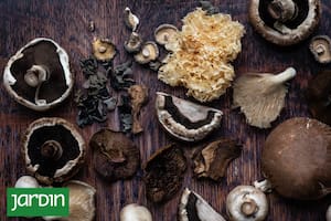 Cuáles son los hongos adaptógenos, qué beneficios tienen y cómo cultivarlos en casa
