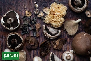 Cuáles son los hongos adaptógenos, qué beneficios tienen y cómo cultivarlos en casa