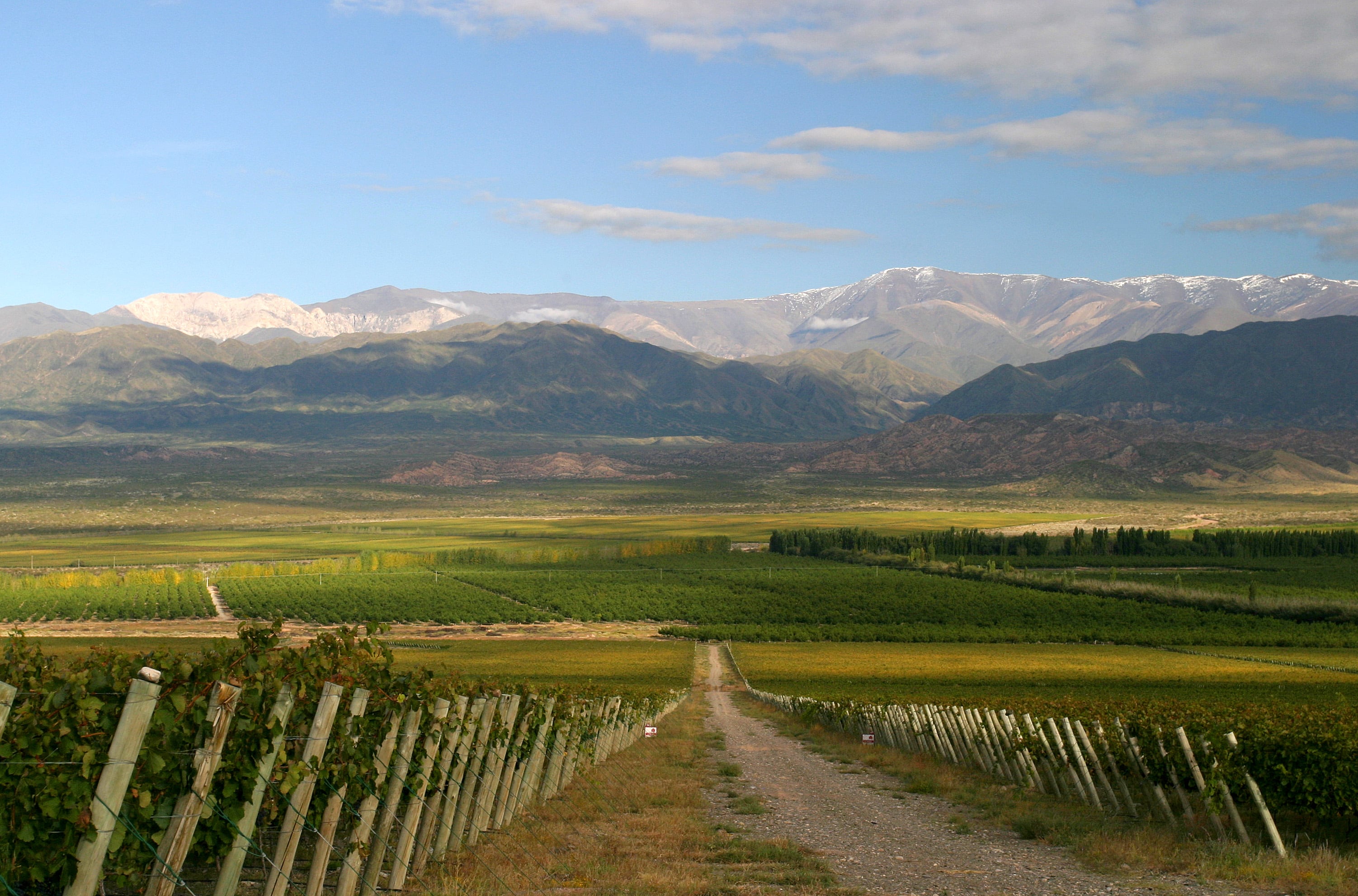Paisaje de los viñedos en Valle de Pedernal