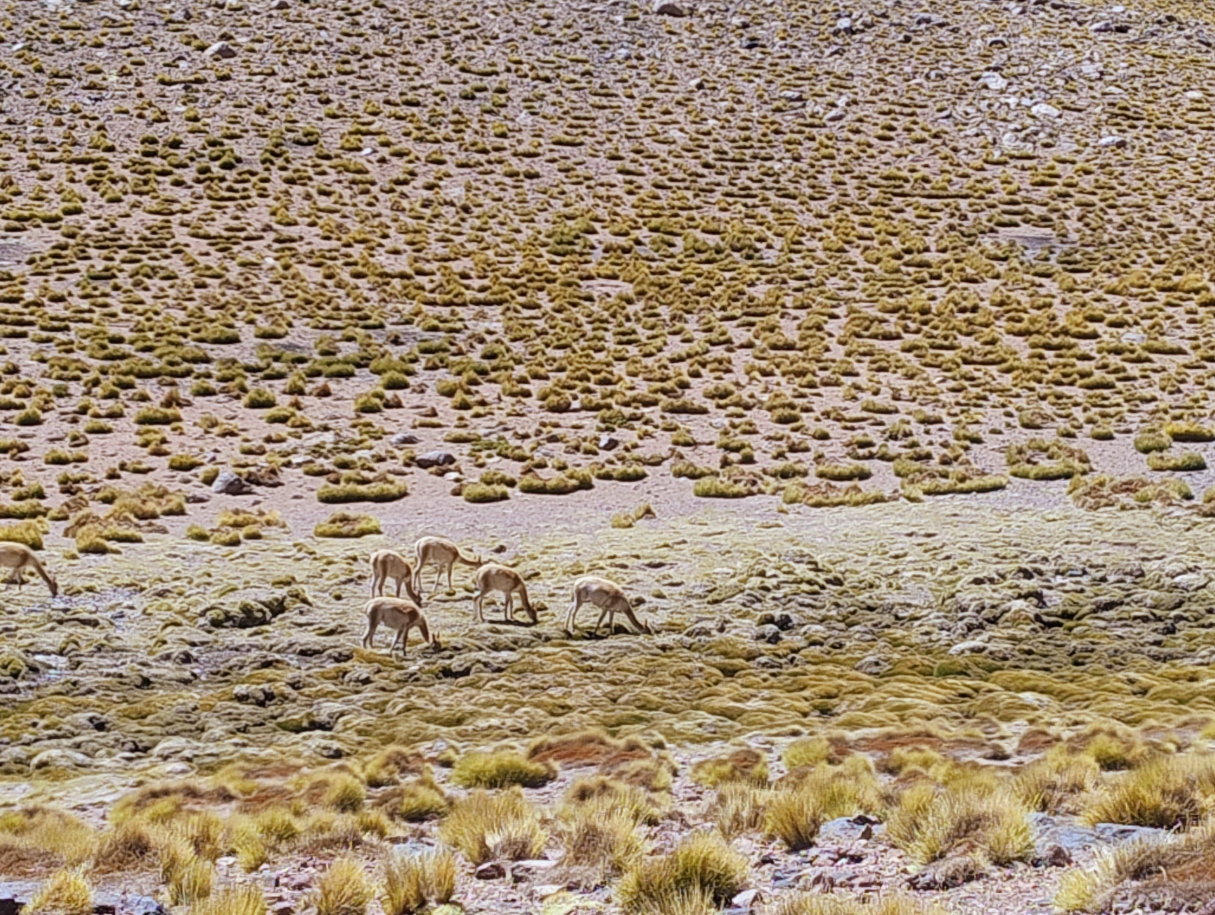 Las vicuñas suelen verse en las vegas, donde crece más vegetación