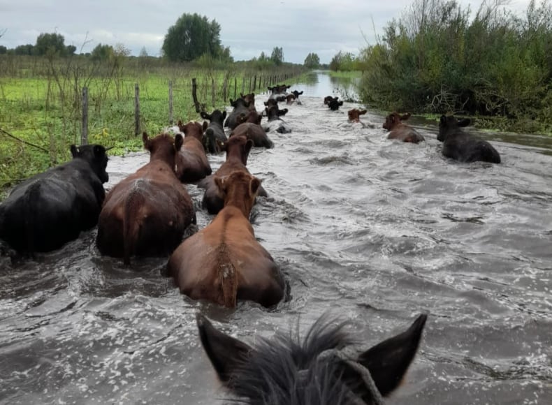El Niño preocupa al campo: productores del Delta ya retiran hacienda y advierten por el estado de los caminos rurales