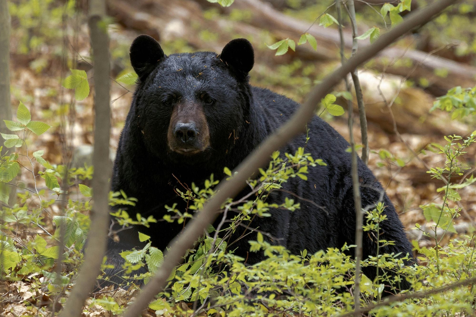 Qué se sabe del avistaje de osos en Florida: la advertencia de las autoridades
