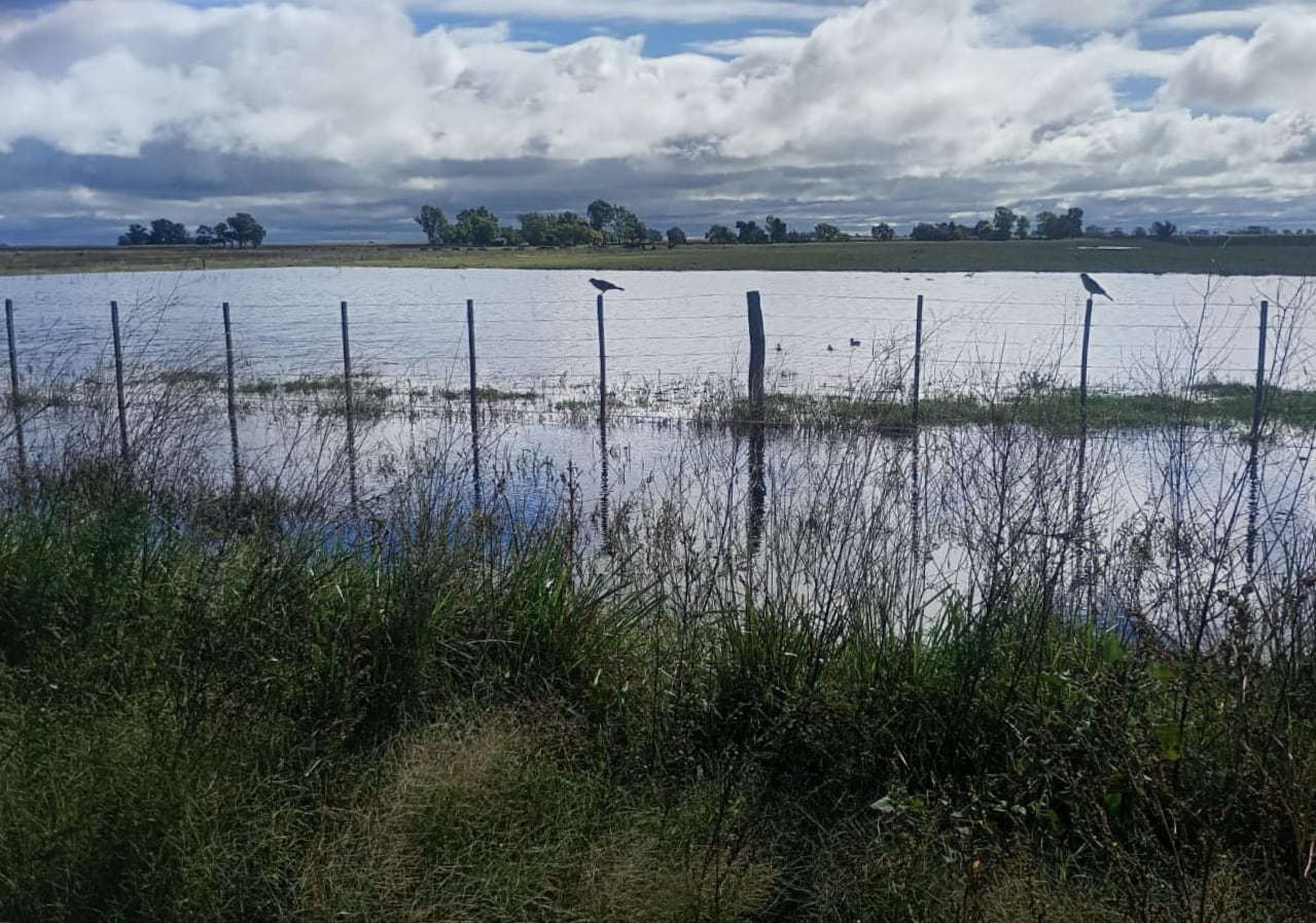 Campos con exceso de agua en Pehuajó, donde en el último mes se acumularon precipitaciones muy por encima de lo normal y la cosecha avanza con fuertes demoras