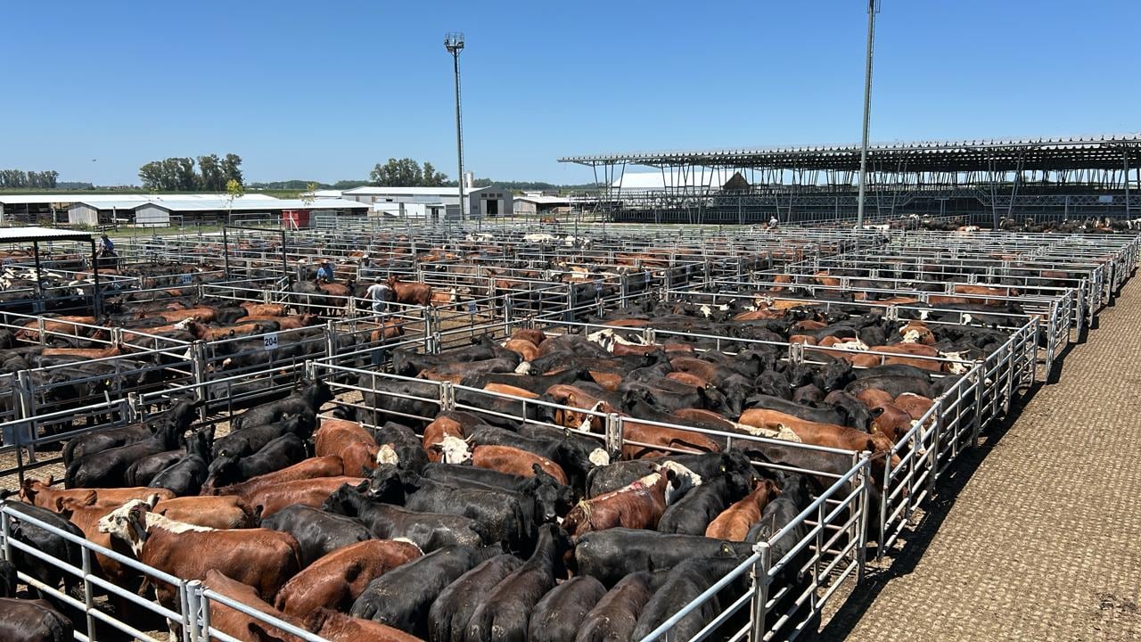 Vacunos: cierre de semana en baja en el Mercado Agroganadero de Cañuelas