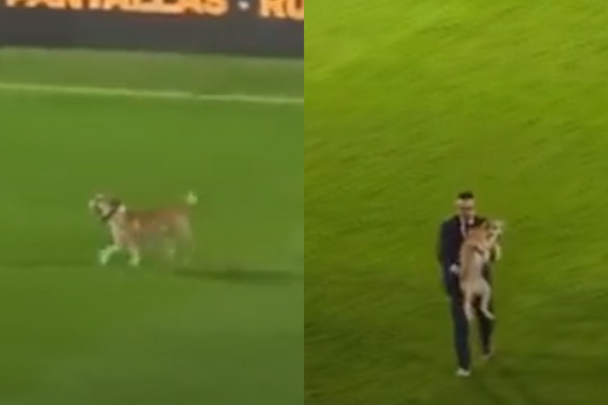 Un cachorro irrumpió en el amistoso entre Paraguay y Nicaragua y se llevó toda la atención de los hinchas (Captura: X)