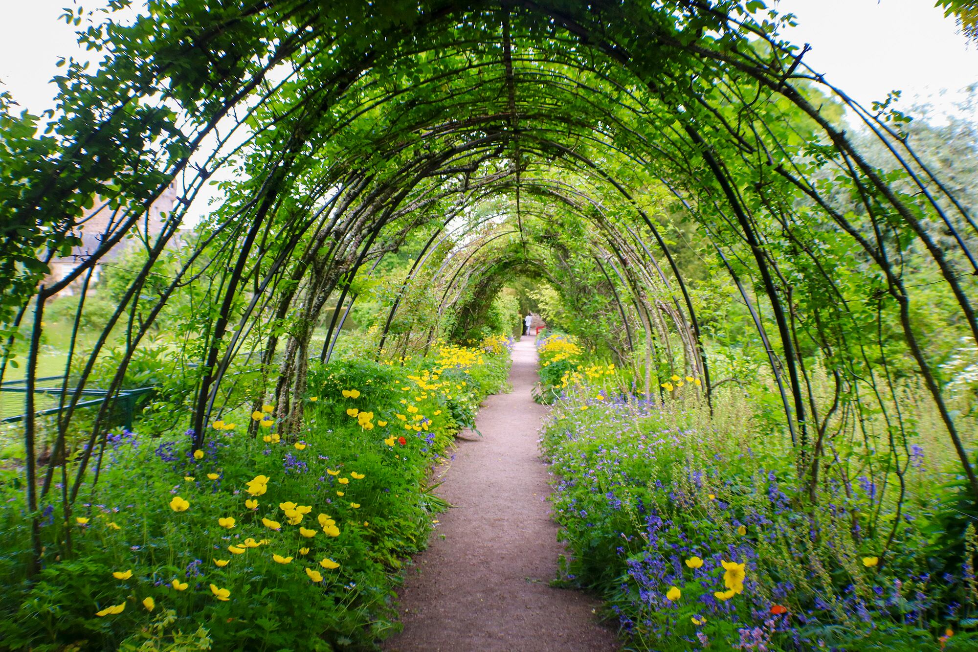 Un sendero con bulbosas y herbáceas a ambos lados, bajo un túnel con Salix viminalis
