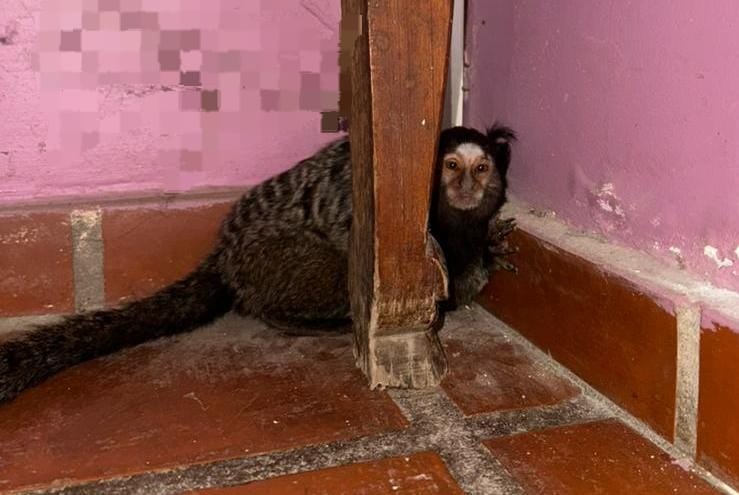 El mono tití que apareció en Córdoba.