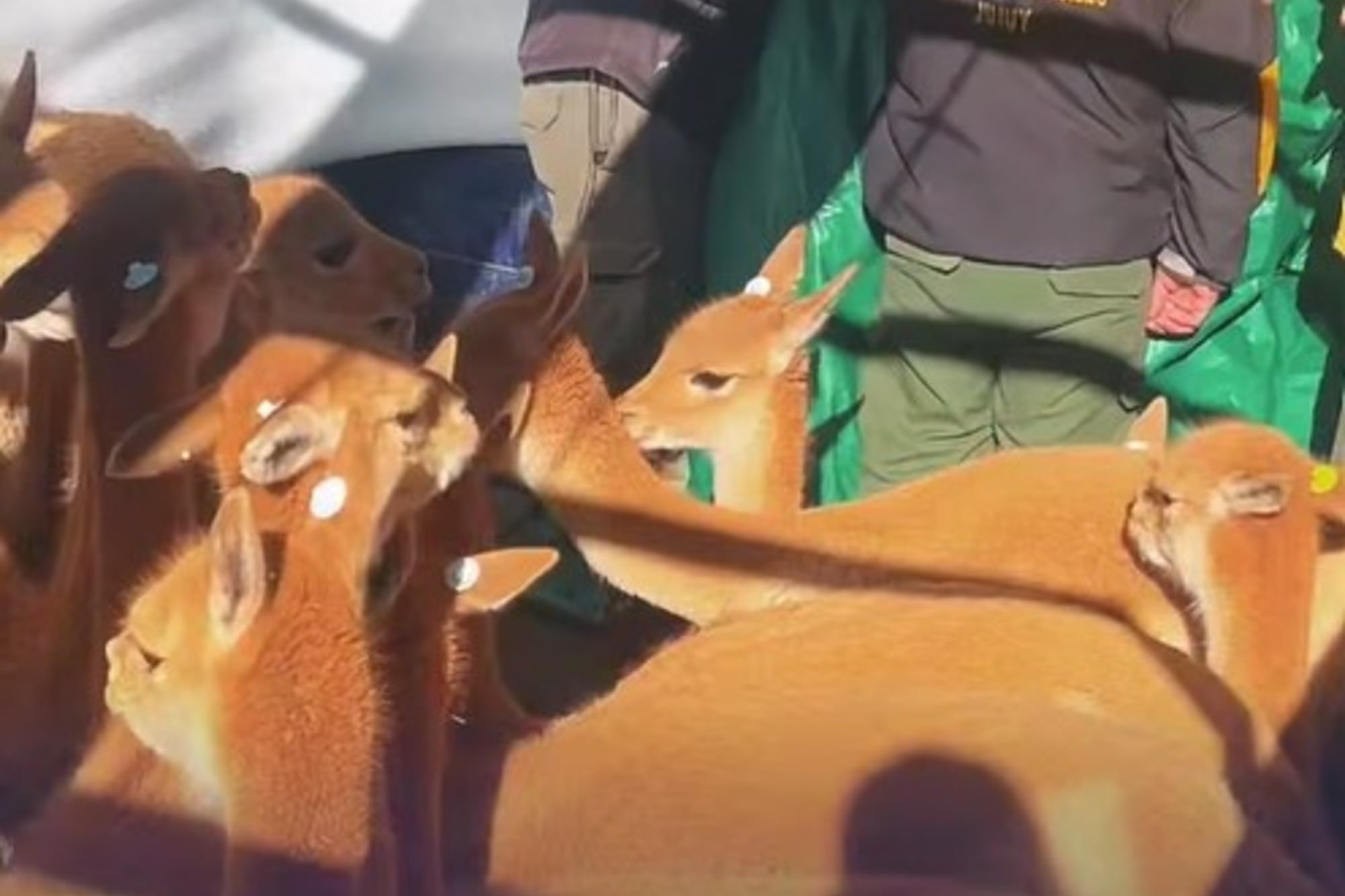 Capuchas de protección e hidratación: así fue el rescate y liberación de las 43 vicuñas que vivían en un criadero en Jujuy