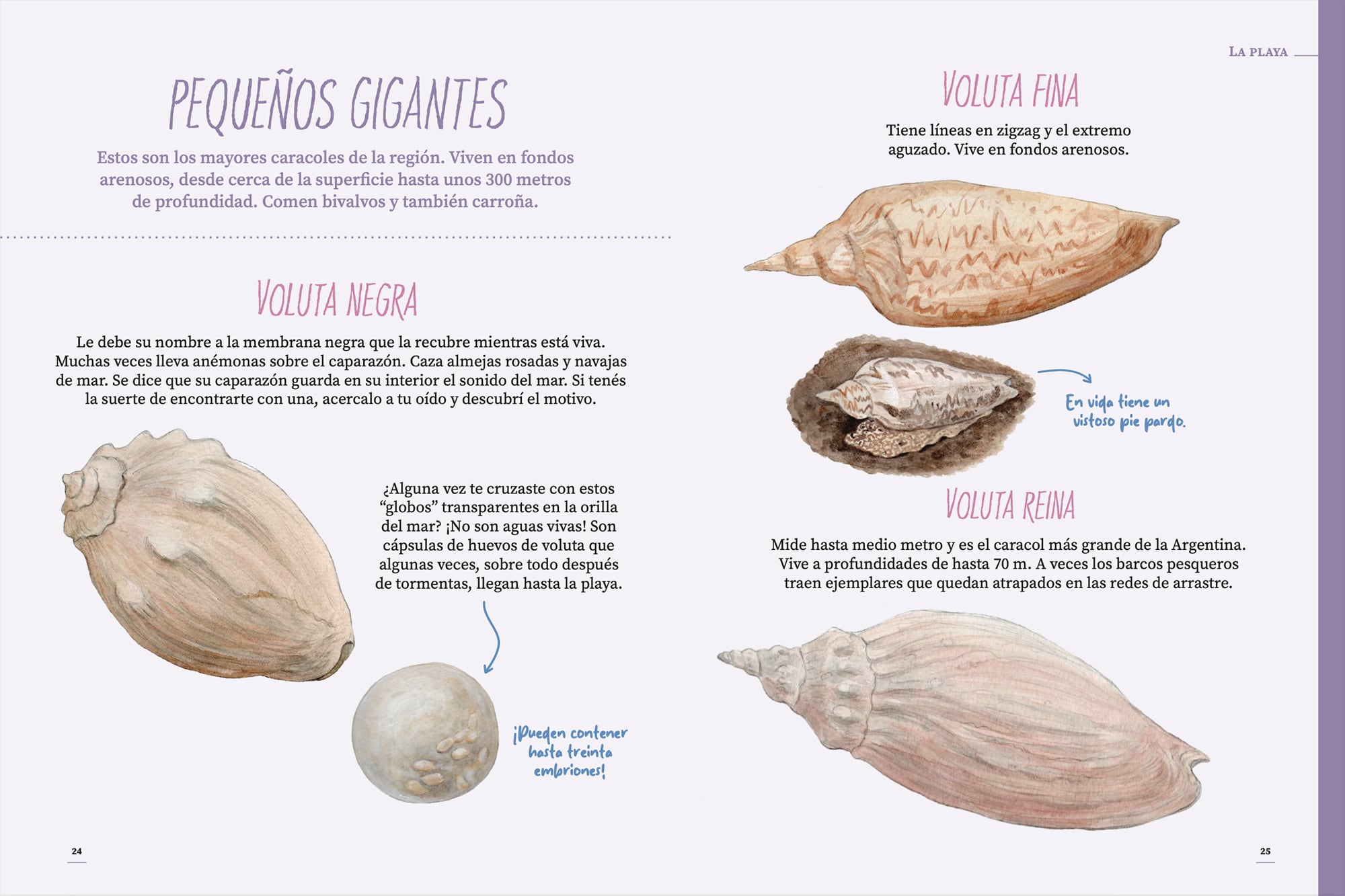 Especies de caracoles de la costa bonaerense
