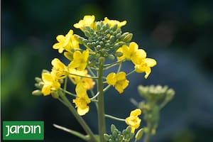 La planta que se usa para hacer un famoso aderezo, es muy decorativa y alivia dolores musculares