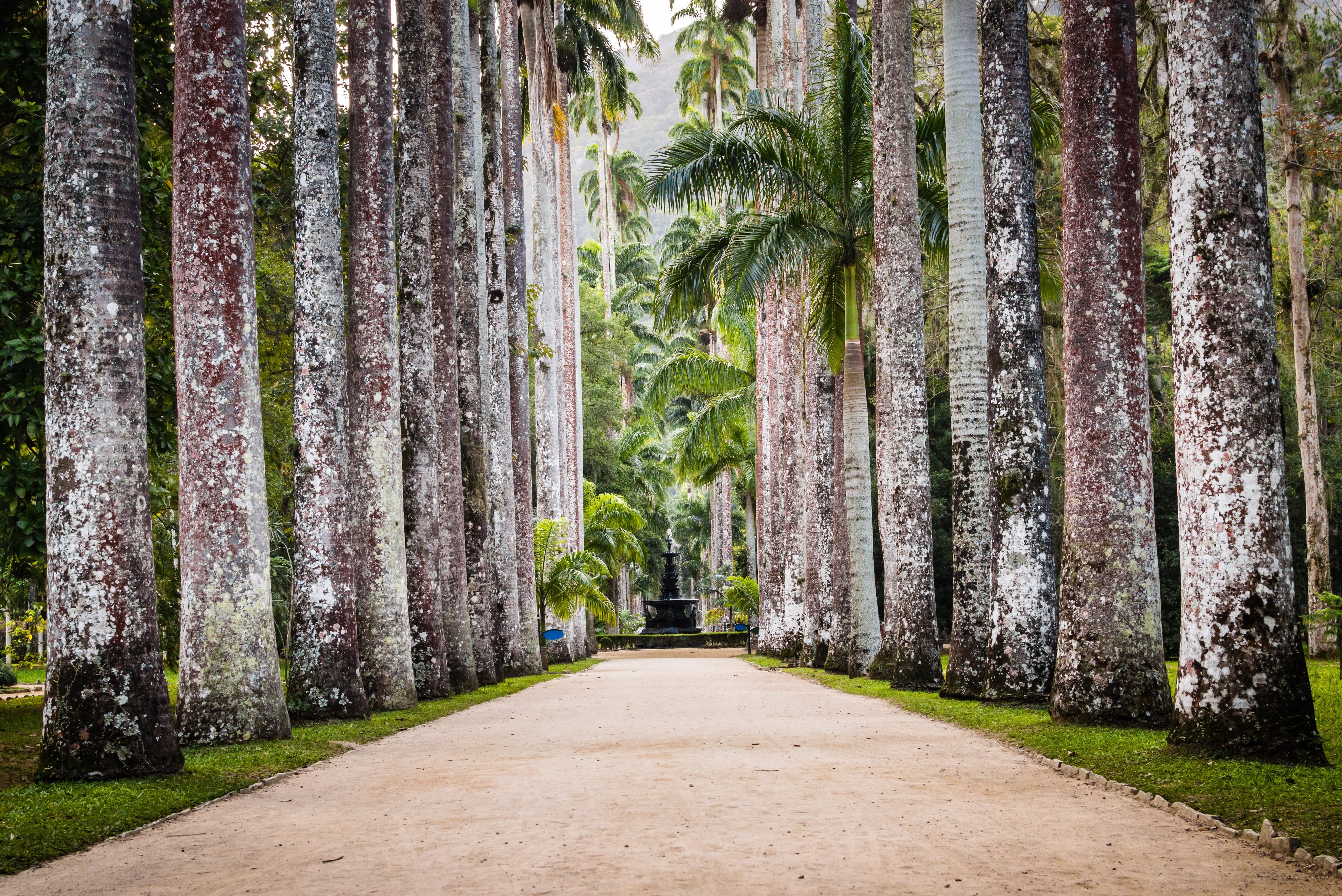 La avenida de las Palmeras Imperiales, en el Jardín Botánico, con una altura imponente -superan los 30 metros- es una de las especies arbóreas más llamativas y valiosas de Sudamérica