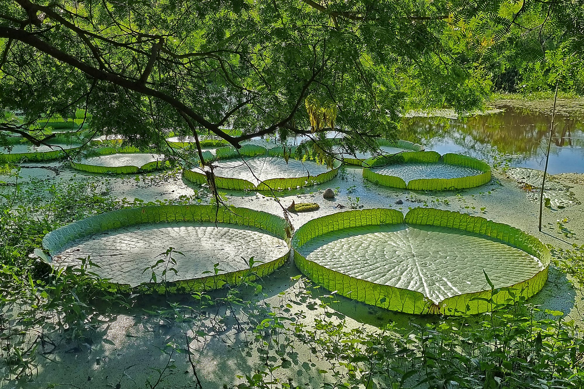 Las hojas de irupé flotan sobre el agua como verdaderas plataformas vivas y son capaces de sostener varios kilos